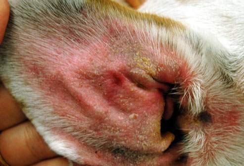 Kožní nemoc na uchu psa - infekce