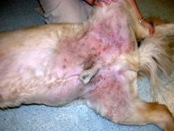 Kožní onemocnění na slabinách u psa - infekce
