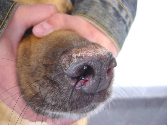 Dermatitida na psím čenichu