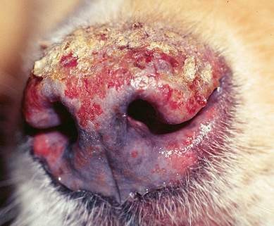 Poslední stádium dermatitidy u psa na čumáku