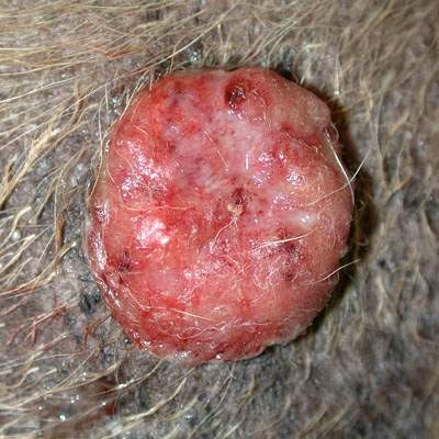 Mokvající kožní nádor u psa